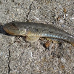 アオイソメでチョイ投げ