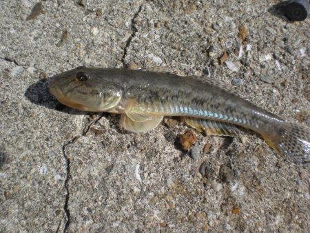 アオイソメでチョイ投げ