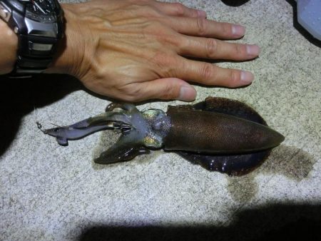 アオリイカ来たー‼