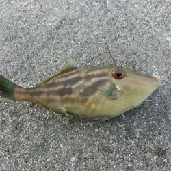 ウマヅラハギの群れが