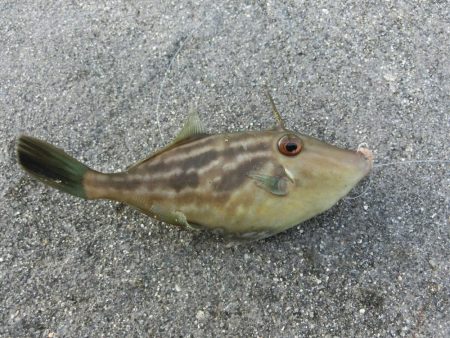 ウマヅラハギの群れが