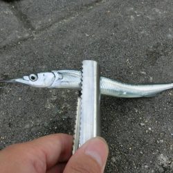 エンピツサヨリが掛かってます