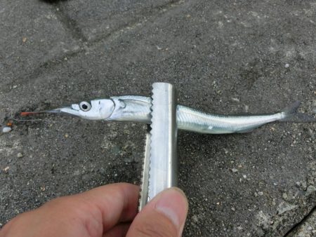 エンピツサヨリが掛かってます