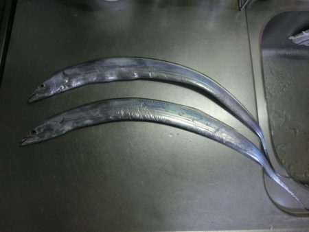 太刀魚含む9目釣り