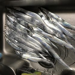 タチウオ ワインド