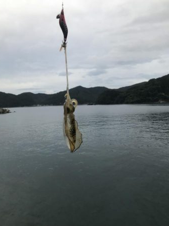 イカはどこへ。