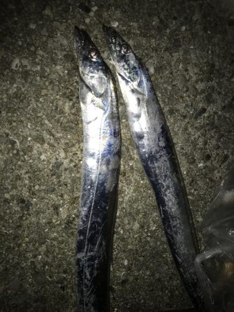 初大蔵海岸良い場所でした