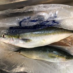 ノマセ釣り成功!