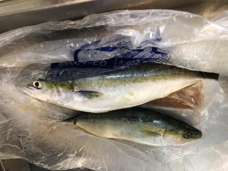 ノマセ釣り成功!