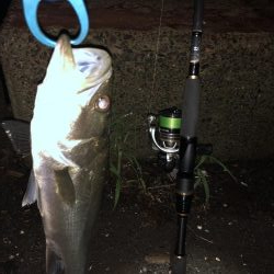 お一人様シーバス釣行