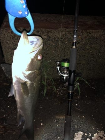 お一人様シーバス釣行