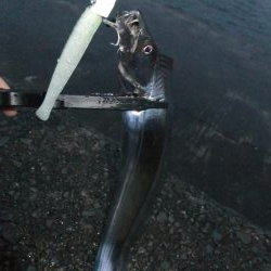 ワインド好調、ジギング不調