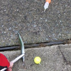 サヨリのついでにサゴシも?