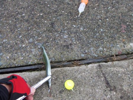 サヨリのついでにサゴシも?