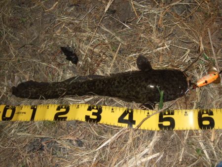 8月最後のナマズ