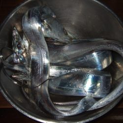 ベイトは多いもののアタリは少ない