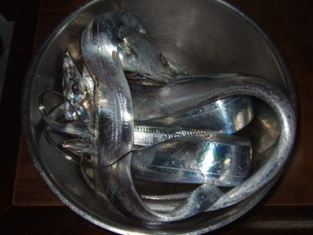 ベイトは多いもののアタリは少ない