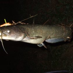 夏から秋のパターンへ