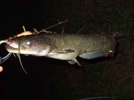 夏から秋のパターンへ