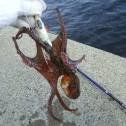 タコ～太刀魚の2プラン釣行