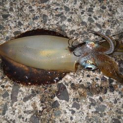 イカ釣り