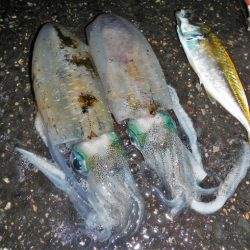 アジがだめでイカ