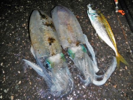 アジがだめでイカ