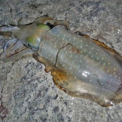 墨ぶっかけられ…