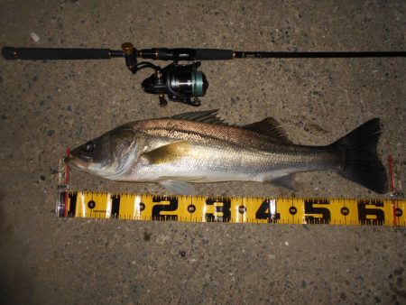 チャンスは逃さない。