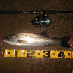 サヨリパターン不発…。