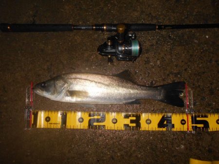 サヨリパターン不発…。