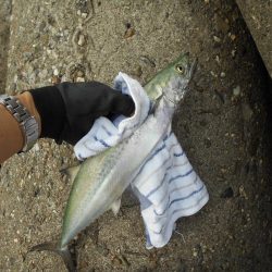 ジグパラサーフで色々と♪。