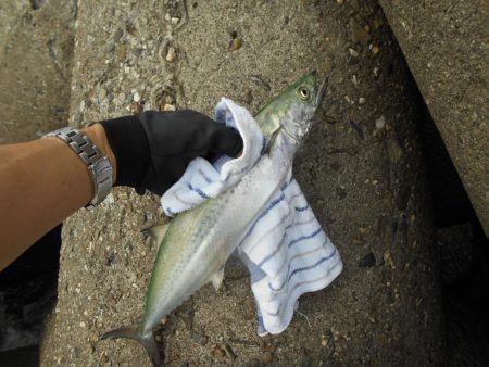 ジグパラサーフで色々と♪。