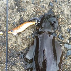 午後からエギングへ