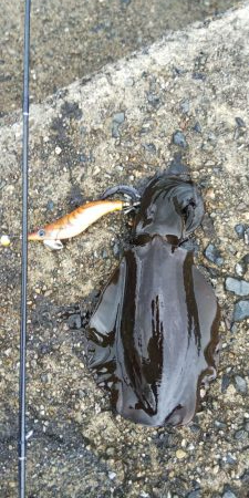 午後からエギングへ