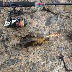 アオリイカ今秋初釣り