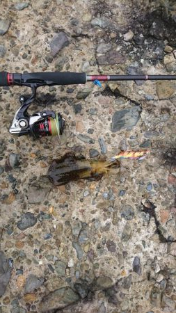 アオリイカ今秋初釣り