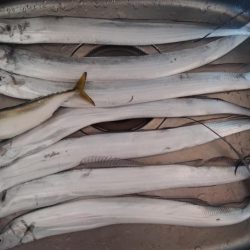 ショアジギング4