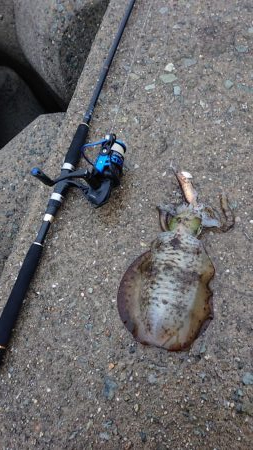 いいサイズが上がってよき