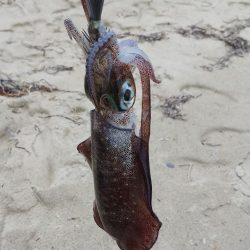 午後からエギング