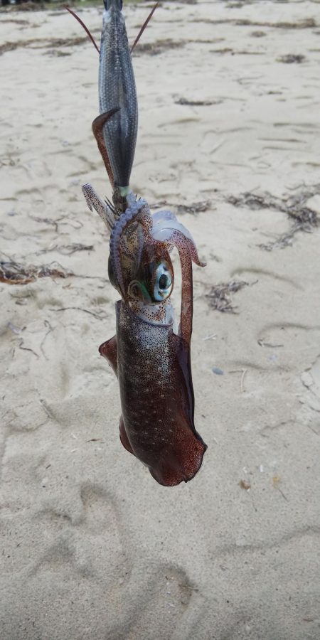 午後からエギング