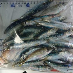 ちょい投げ、サビキ釣り