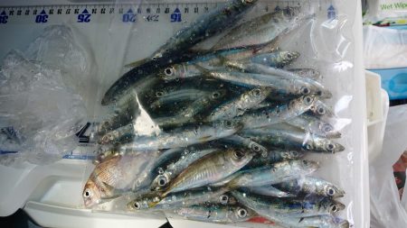 ちょい投げ、サビキ釣り