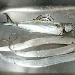 サゴシとタチウオとまさかの???と