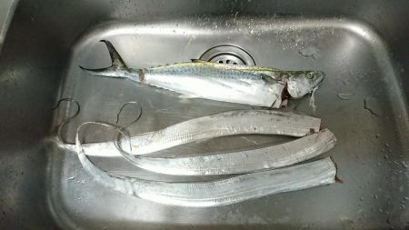 サゴシとタチウオとまさかの???と