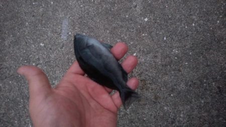 ジギングサビキで大物狙いのはずがイワシ大量