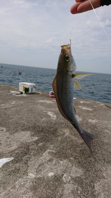 小浦一文字釣行