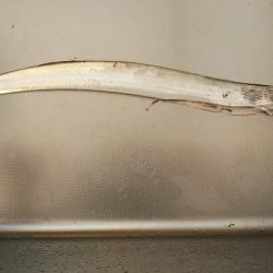 ついに太刀魚きました！