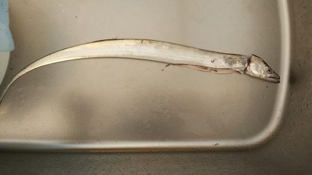 ついに太刀魚きました！
