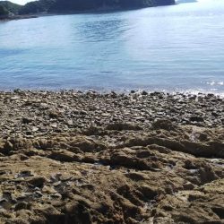 ショア ルアー ヒラメ33センチ